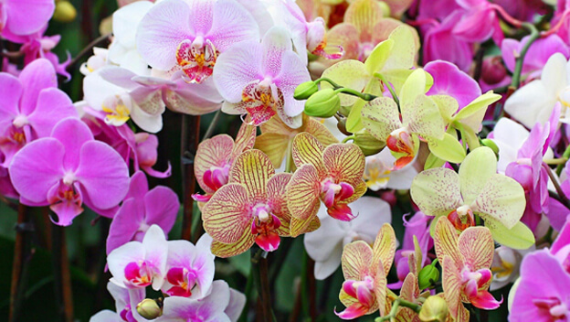 Espectacular exposición de orquídeas en el Botánico de Valencia