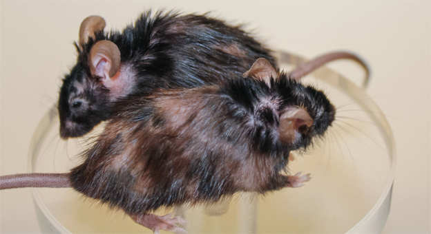 Crean una molécula que revierte el envejecimiento en ratones
