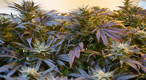 El cannabis rejuvenece el cerebro de los (ratones) mayores